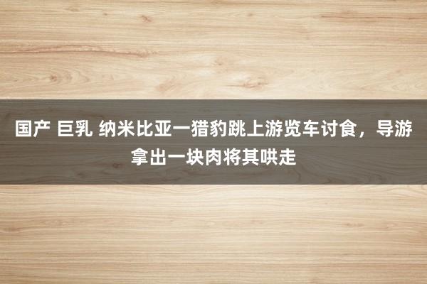 国产 巨乳 纳米比亚一猎豹跳上游览车讨食，导游拿出一块肉将其哄走