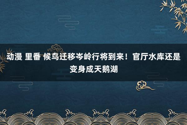 动漫 里番 候鸟迁移岑岭行将到来！官厅水库还是变身成天鹅湖