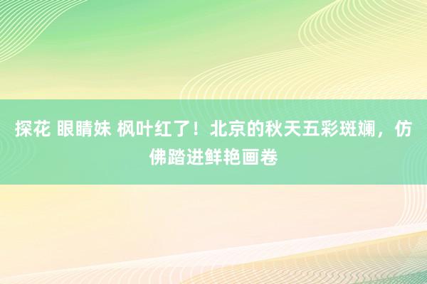 探花 眼睛妹 枫叶红了！北京的秋天五彩斑斓，仿佛踏进鲜艳画卷